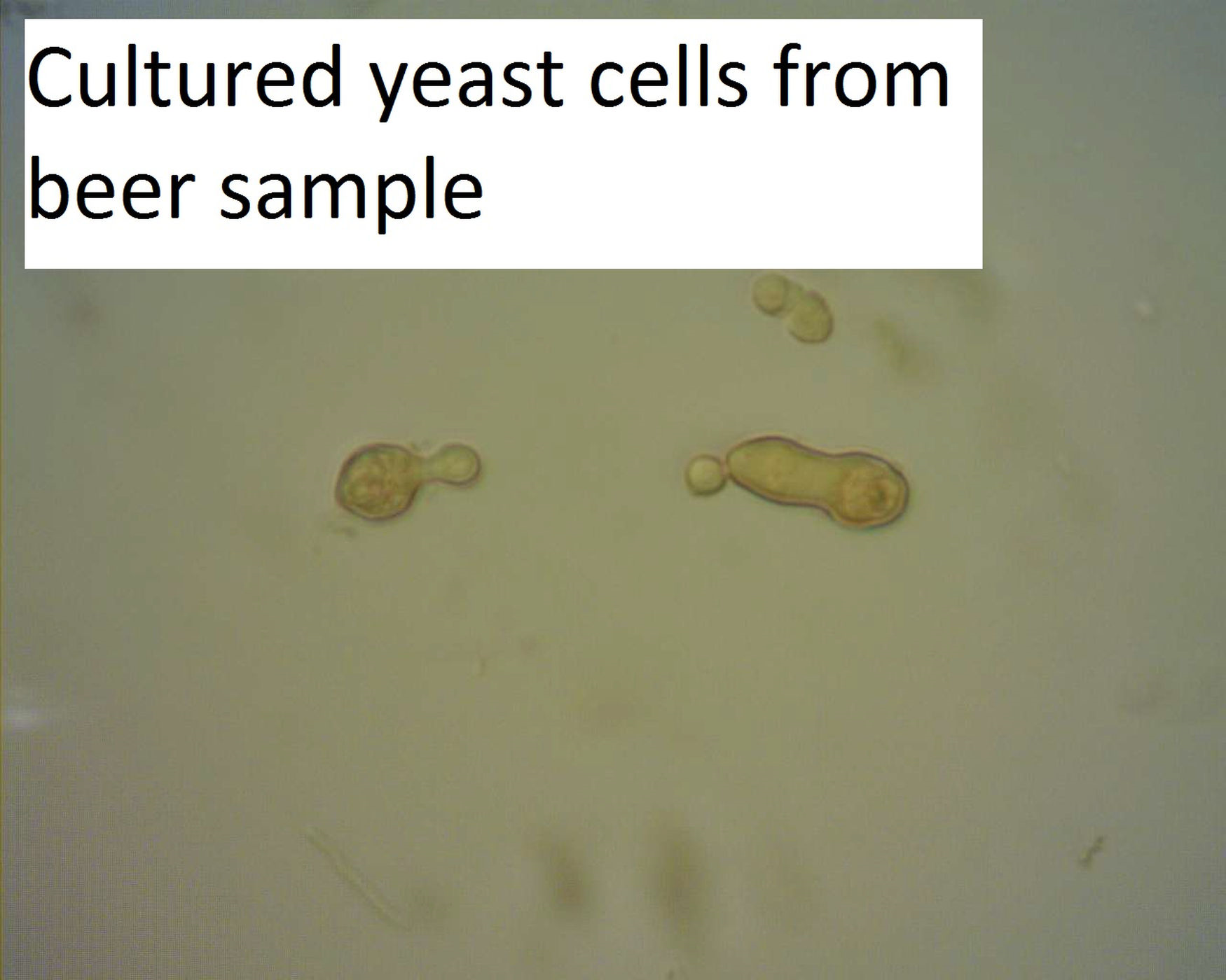 Oldest beer living yeast cultured